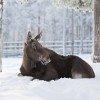 Elk at Ranua Wildlife Park