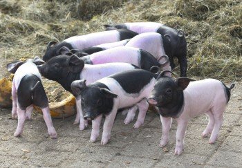 Swabian piglets.