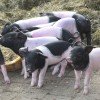 Swabian piglets.