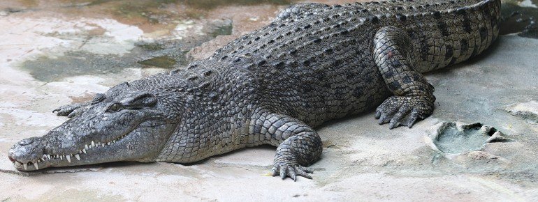 The zoo is also home to an estuarine crocodile.