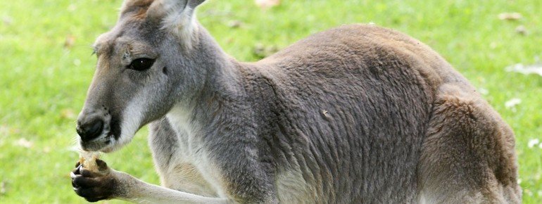 A kangaroo with its young.