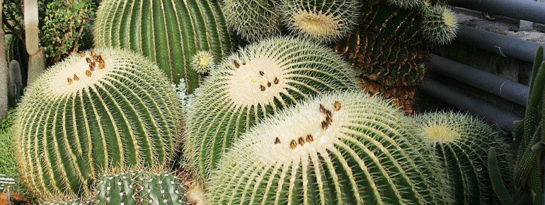 View of the cactus house.