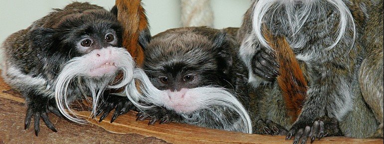 The emperor tamarins look particularly funny.