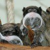 The emperor tamarins look particularly funny.