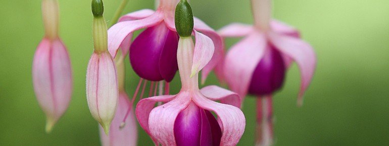 The fuchsias in blossom.