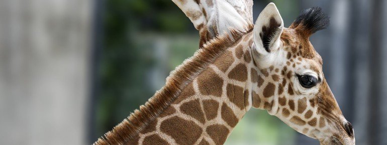A giraffe with its young.