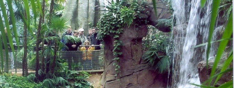 The mountian rain forest at the amazon house.