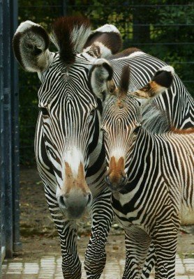 Grevy Zebras are at home here.