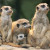 The curious meerkats.