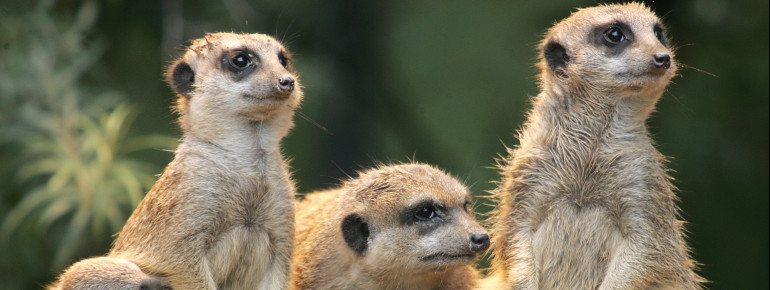The curious meerkats.