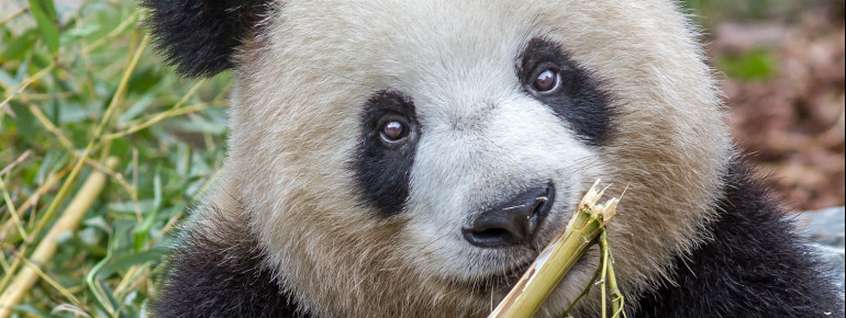 Panda Meng Meng during an intense nibbling session at the Zoo.