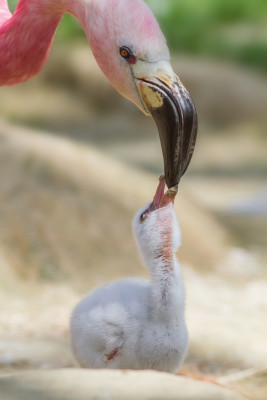 It is flamingo time at Zoo Berlin!