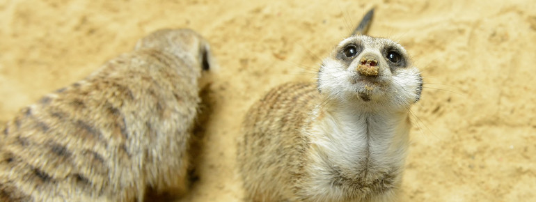 Hi there, meerkats!