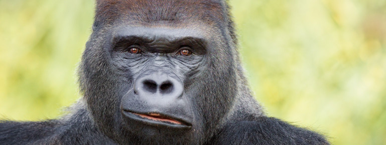 Guess who looks a little intimidating, but is actually nicer than he seems? Yes, it is the gorilla!