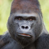 Guess who looks a little intimidating, but is actually nicer than he seems? Yes, it is the gorilla!