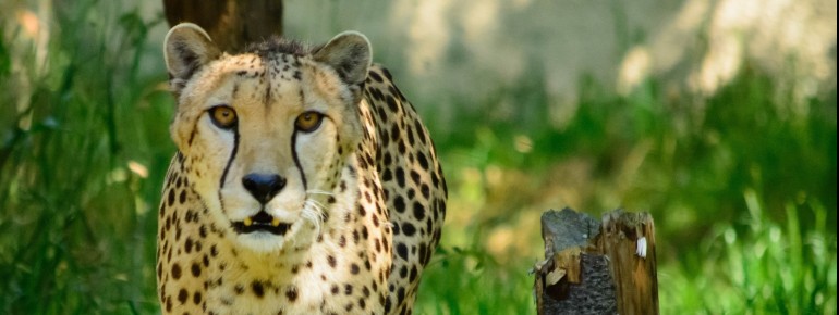You can discover over 600 animals at the zoo.
