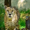 You can discover over 600 animals at the zoo.