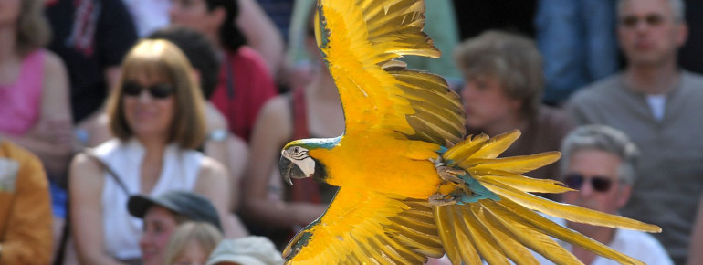 Various shows feature animals and their talents.