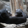 Zoo Leipzig is successfully breeding bonobos.