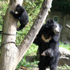 Zoo Leipzig is home to Europe's largest population of sloth bears.