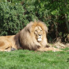 Lion Matadi is one of Zoo Leipzig's inhabitants.