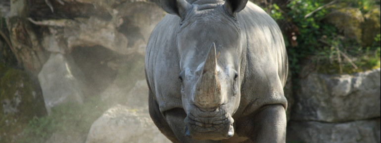 Rhinos have inhabited the earth for 50 million years.