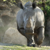 Rhinos have inhabited the earth for 50 million years.