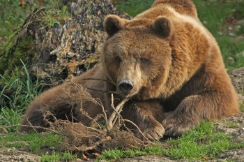 Brown bears weigh up to 250 kilos.