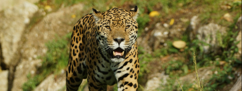 Impressive: the South American Jaguar.