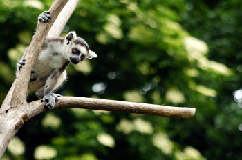 The ring-tailed lemur has its home in Madagascar.