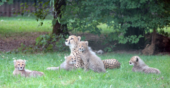 The cheetah's offspring at Salzburg Zoo.