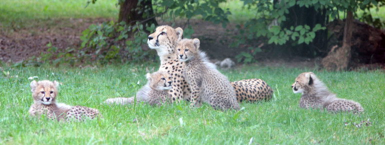 The cheetah's offspring at Salzburg Zoo.