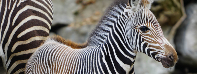 Endangered animal species are successfully bred in the Salzburg Zoo: The very first Grevy Zebra foal was born in October 2018.