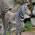 Endangered animal species are successfully bred in the Salzburg Zoo: The very first Grevy Zebra foal was born in October 2018.