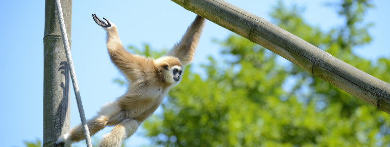 In full swing and action: A white-handed gibbon at Tierpark Berlin.