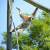 In full swing and action: A white-handed gibbon at Tierpark Berlin.