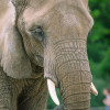 Some of the prettiest animals in the world: The Tierpark Berlin is home to African elephants.