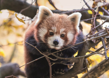 In the Himalayan habitat you can find adorable red pandas.
