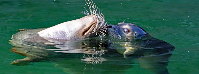 Seals and penguins can be discovered in the water area of the gardens.