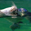 Seals and penguins can be discovered in the water area of the gardens.