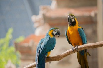 Inside the world&#39;s largest indoor rainforest you&#39;ll find many rainforest inhabitants, such as Macaws!