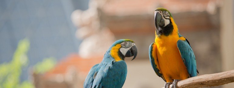 Inside the world&#39;s largest indoor rainforest you&#39;ll find many rainforest inhabitants, such as Macaws!