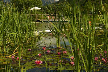 Naturbad als Ökosystem: In Gargazon schwimmt man umgeben von Seerosen.