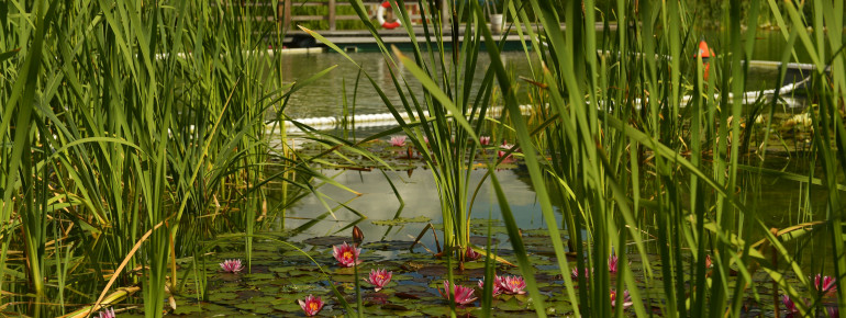 Naturbad als Ökosystem: In Gargazon schwimmt man umgeben von Seerosen.