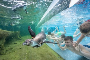 Eine der Hauptattraktionen der Spreewelten Lübbenau: Das Schwimmen mit den Pinguinen