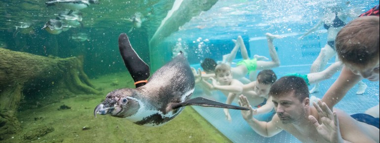 Eine der Hauptattraktionen der Spreewelten Lübbenau: Das Schwimmen mit den Pinguinen
