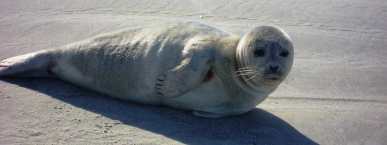 Auf der vorgelagerten Sandbank kann man Seehunde beim Sonnenbaden beobachten