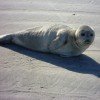 Auf der vorgelagerten Sandbank kann man Seehunde beim Sonnenbaden beobachten