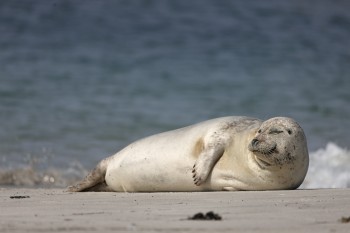 Auf Helgoland genießen auch Robben die Sonne am Strand.