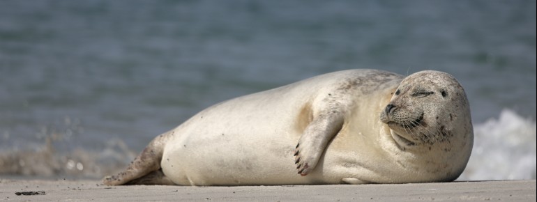 Auf Helgoland genießen auch Robben die Sonne am Strand.